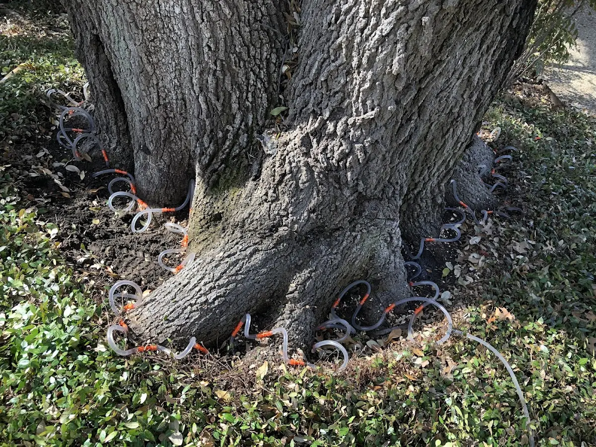 Detailed Tree Cabling and Bracing job site in Natural Bridge